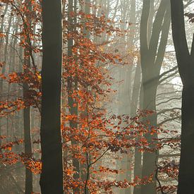Herfstbos van RWNL Fotografie