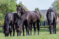 Chevaux frisons