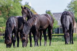 Friesen-Pferde von Age Meijer