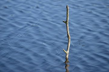 Takje in het water sur Vincent Bicentini