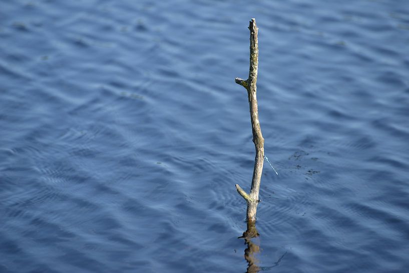 Takje in het water par Vincent Bicentini