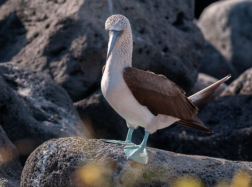 Blauwvoetgent by Maarten Verhees