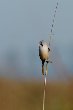 Baardman ( Panurus biarmicus ) van Andrea de Vries