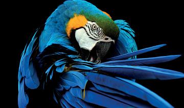 Papegaai - Ara in blauw met goed duidelijk zijn: Snavel, Veren en Vleugels