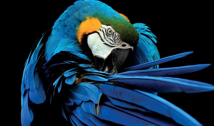 lunch Verloren Ongeschikt Papegaai - Ara in blauw met goed duidelijk zijn: Snavel, Veren en Vleugels  van Designer op canvas, behang en meer
