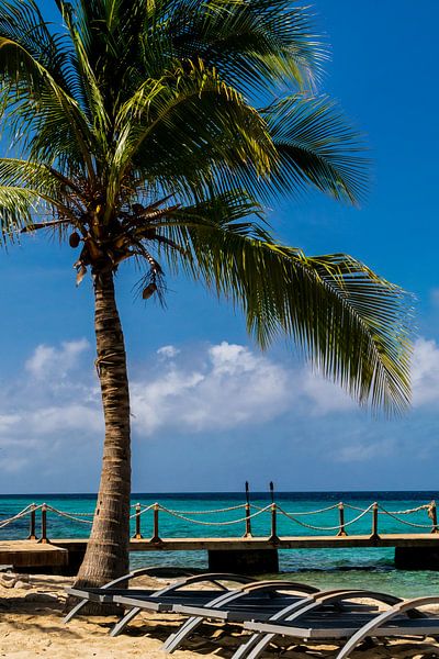 Palm tree on the beach at Kokomo Beach by Paul van Putten
