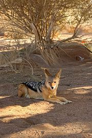 Sattelhals in der Namib-Wüste von Patricia Hofmeester