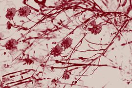 Korenbloemen in wijnrood en wit. Retro stijl. van Dina Dankers