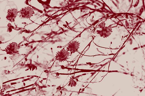 Korenbloemen in wijnrood en wit. Retro stijl.