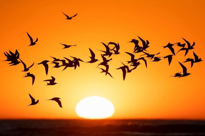 Gruppe Flussseeschwalben (Sterna hirundo) mit untergehender Sonne von Beschermingswerk voor aan uw muur