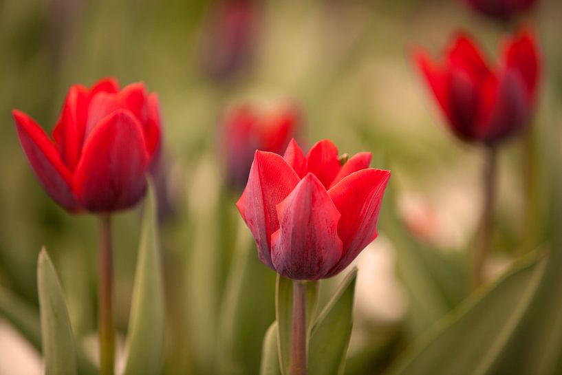 Rode Tulpen von Gerard Burgstede