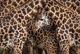 Giraffentreffen von Markus Gann