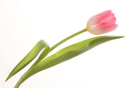 Pink Tulip against a white background