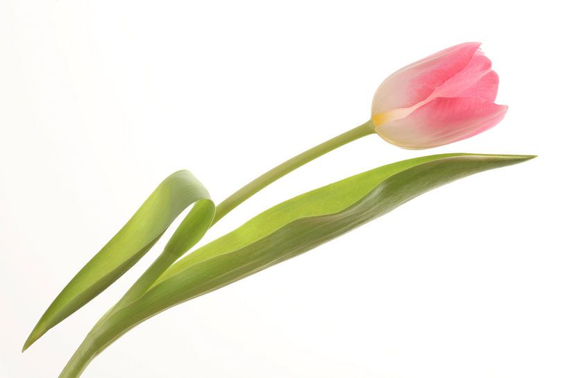 Roze Tulp tegen een witte achtergrond van Ronald Pol