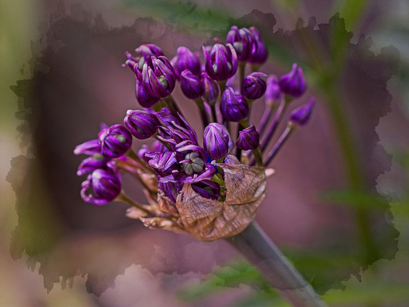 Allium by Rob Boon