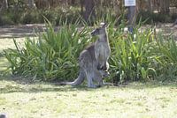 Een jonge kangoeroe met zijn moeder!