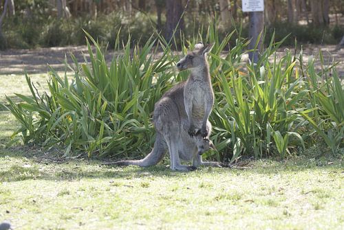 Een jonge kangoeroe met zijn moeder!