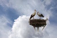 ooievaars in de wolken