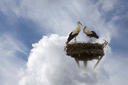  storks in the clouds