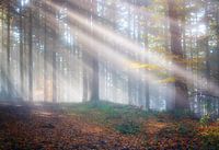 Morgenlicht im Wald