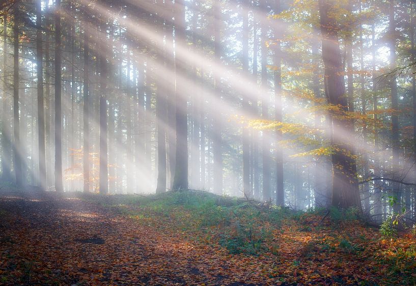 Morgenlicht im Wald von Nathalie De Saegher