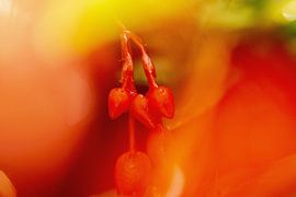 In the red blossom | Macro photography by Flatfield