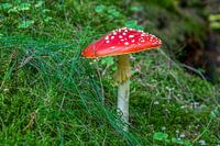 Mushroom