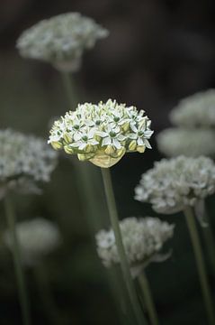 Blumen Teil 396 von Tania Perneel