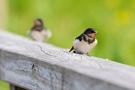 Bauernschwalbe von Merijn Loch