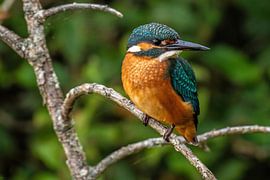 Eisvogel Nahaufnahme von Brian Morgan