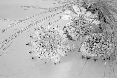 Zeeuws knoopje met gras in zwart-wit.