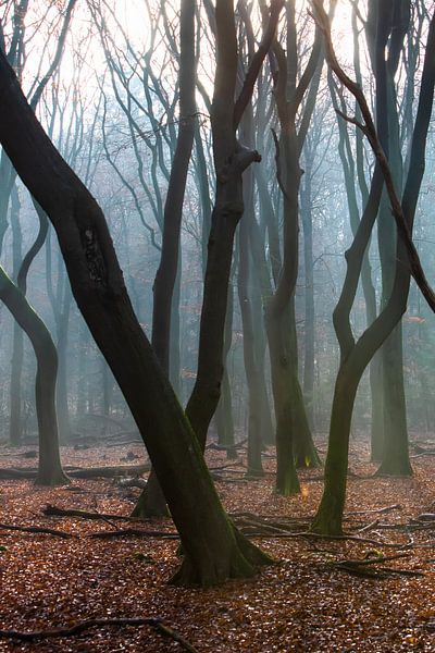 Foggy morning in the autumn forest on the Veluwe! by Peter Haastrecht, van