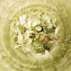 Tere hortensia von Katja Waltmans