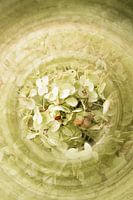 Tere hortensia