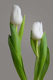 Tulipe blanche V – Équilibre sur Cindy Coenen Fine Art Photography