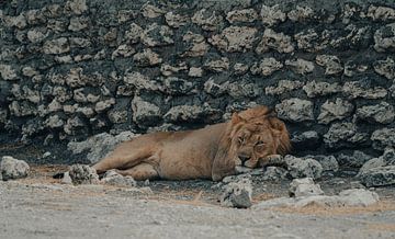 Lionne en Namibie, Afrique sur Patrick Groß