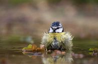 Pimpelmeesje by anja voorn thumbnail