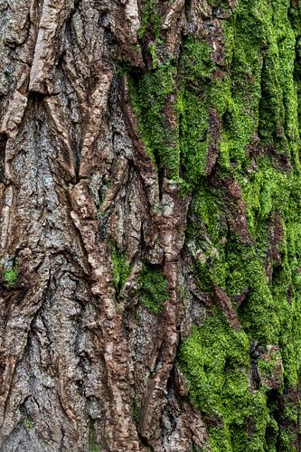 Textures du temps et de la nature