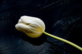 Vintage Tulpe, zartgelb auf Eis von Jolanda de Jong-Jansen