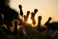Beautiful Sunset