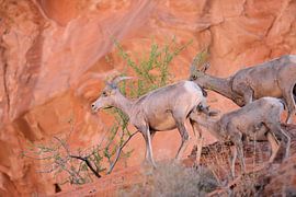 wildlife by Ray Lagrand