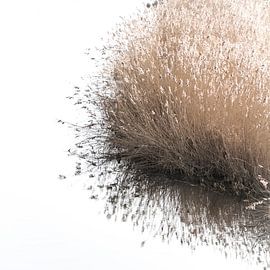 gras im Winter von Marieke de Boer