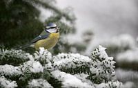 Pimpelmees op besneeuwde dennentak  van Michel de Beer thumbnail