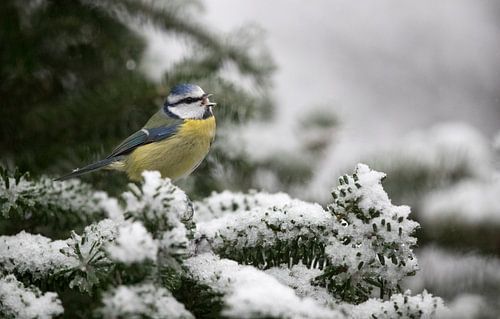 Pimpelmees op besneeuwde dennentak 