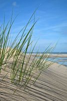 Strandhafer