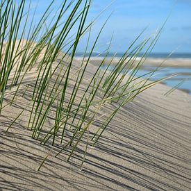 Strandhafer von Susanne Herppich