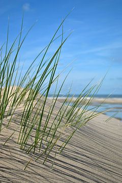 Strandhafer von Susanne Herppich