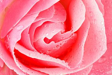 Roze roos met waterdruppels close up van Eye on You