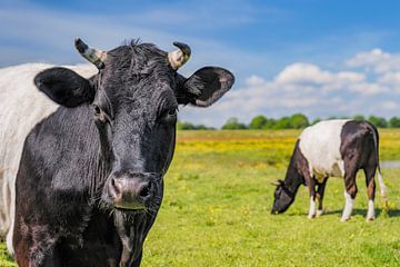 Dutch Belted cow in the Vechtdal during a springtime day by Sjoerd van der Wal Photography