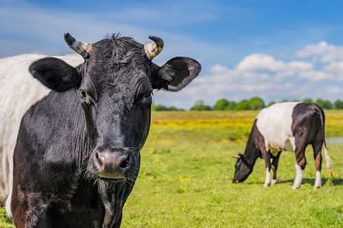 Lakenvelder koe in het Vechtdal tijdens een mooi lentedag